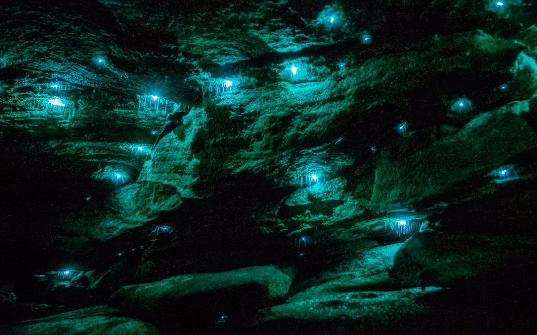 Blue Mountains Glow Worm Tours景点图片