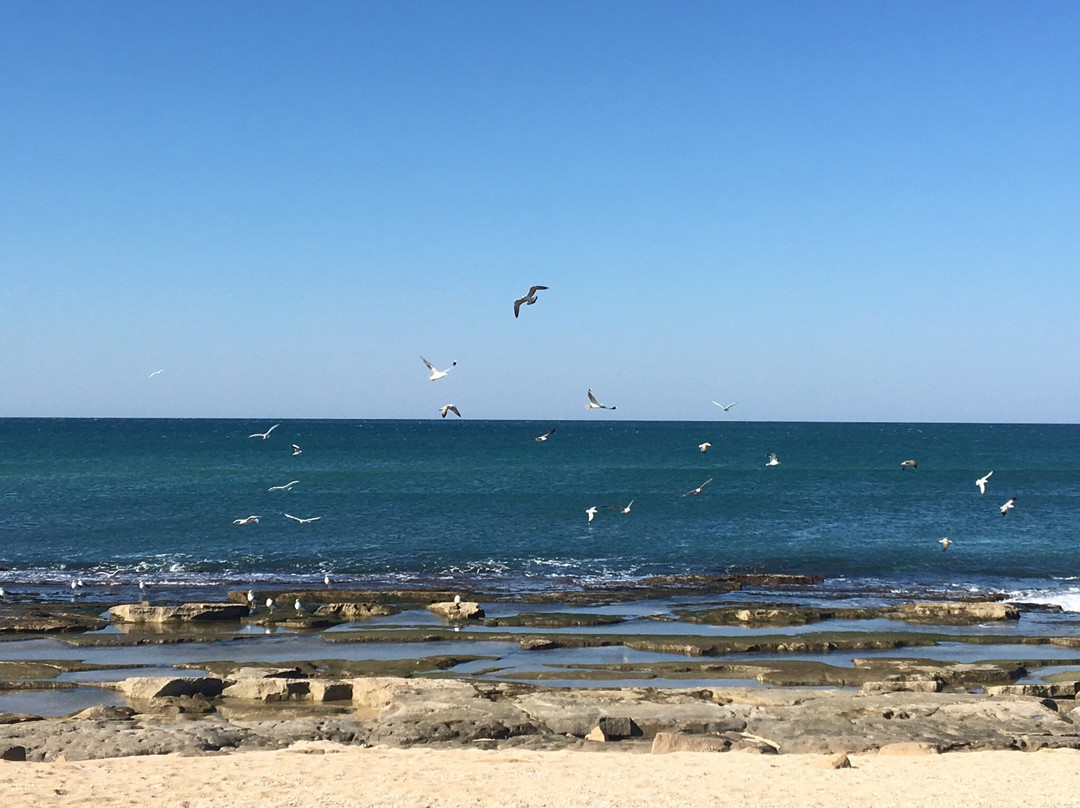 Pinchas and Gaston Shavey Zion主图