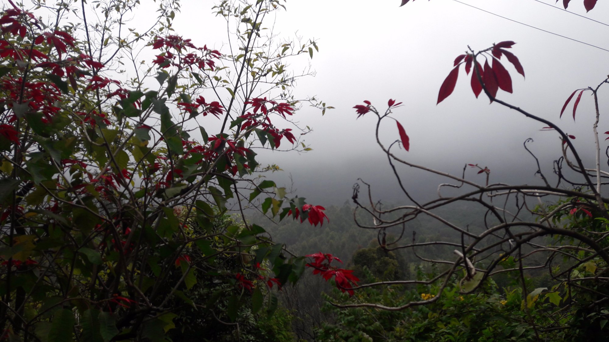 St.Michael Garden-官方