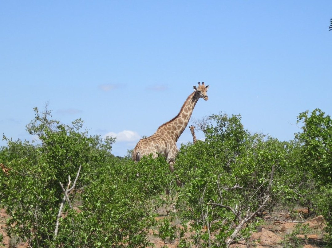 Limpopo National Park-Massingir必去景点