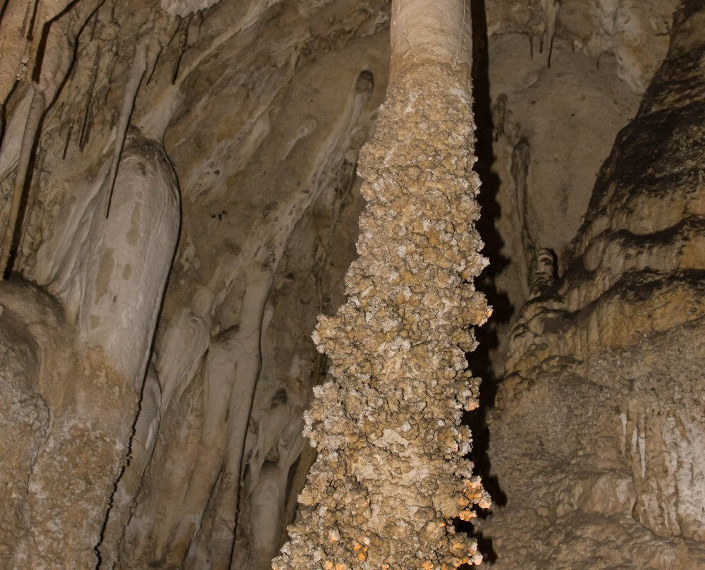 Lion's Tail-卡尔斯巴德洞穴国家公园必去景点