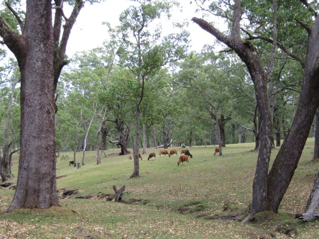 Gunung Mutis Natural Reserve景点图片