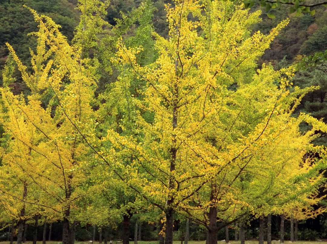 Hongcheon Ginkgo Forest-洪川郡必去景点
