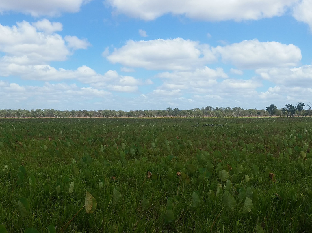 Rinyirru (Lakefield) National Park-Laura必去景点