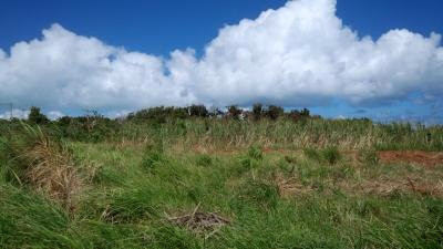 Oyakeakahachi no Mori-竹富町黑岛必去景点