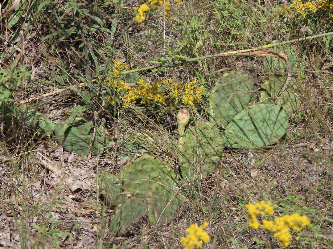 Lost Mound Field Station景点图片