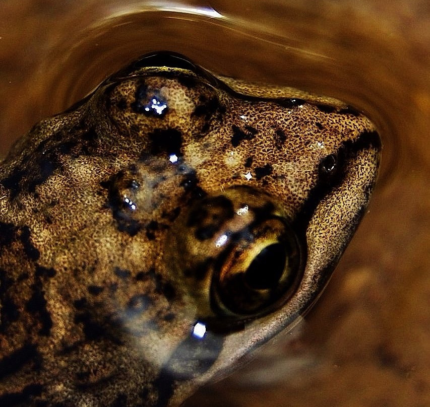 Tsitsikamma Hiking Trail-Grabouw必去景点