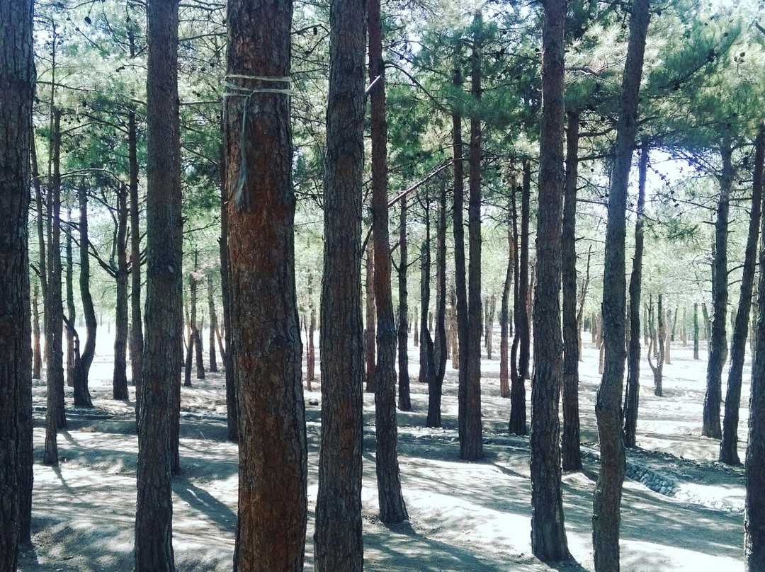Chitgar Forest Park景点图片