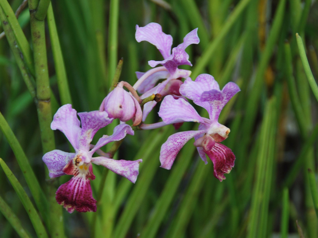National Orchid Garden景点图片