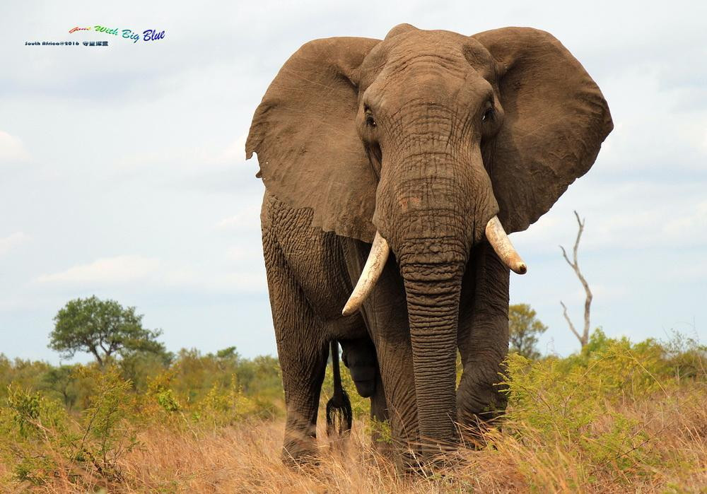 Nyalaland Wilderness Trail-克鲁格国家公园必去景点