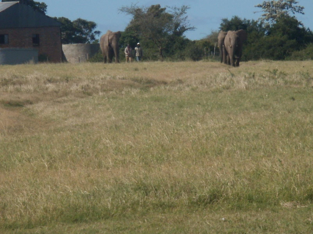 Kwantu Elephant Sanctuary-格拉罕镇必去景点