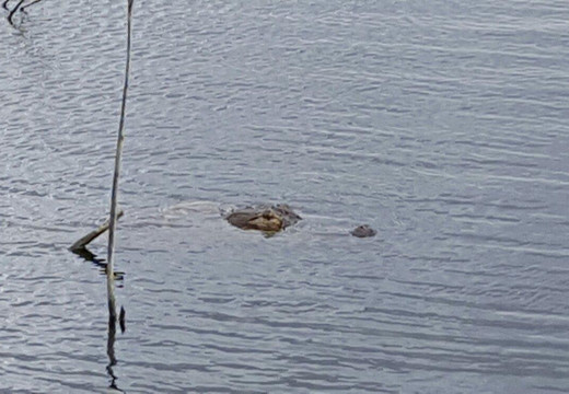 The Eagles Golf Club-Odessa必去景点