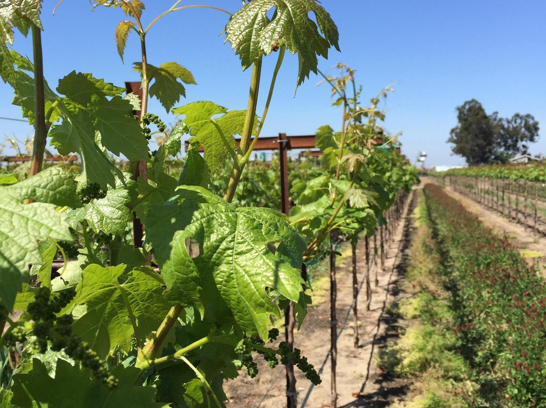 Michael David Vineyards-洛迪必去景点