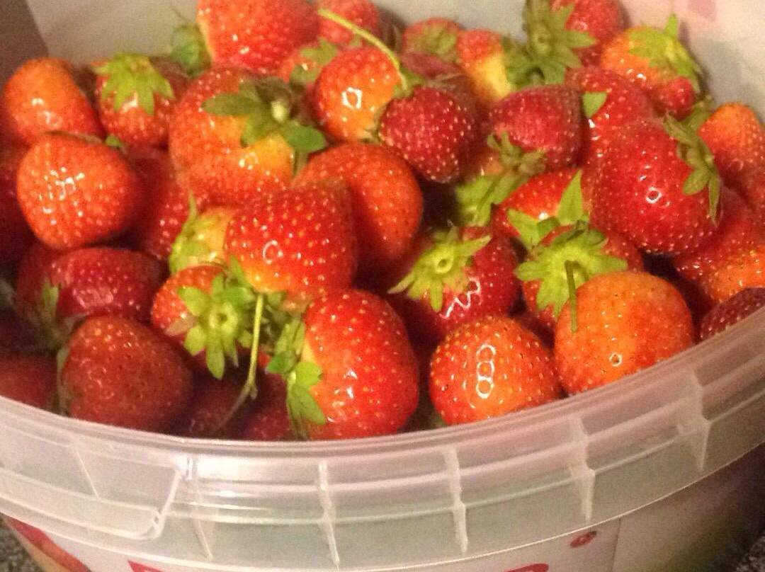 Hendrewennol Fruit Garden景点图片