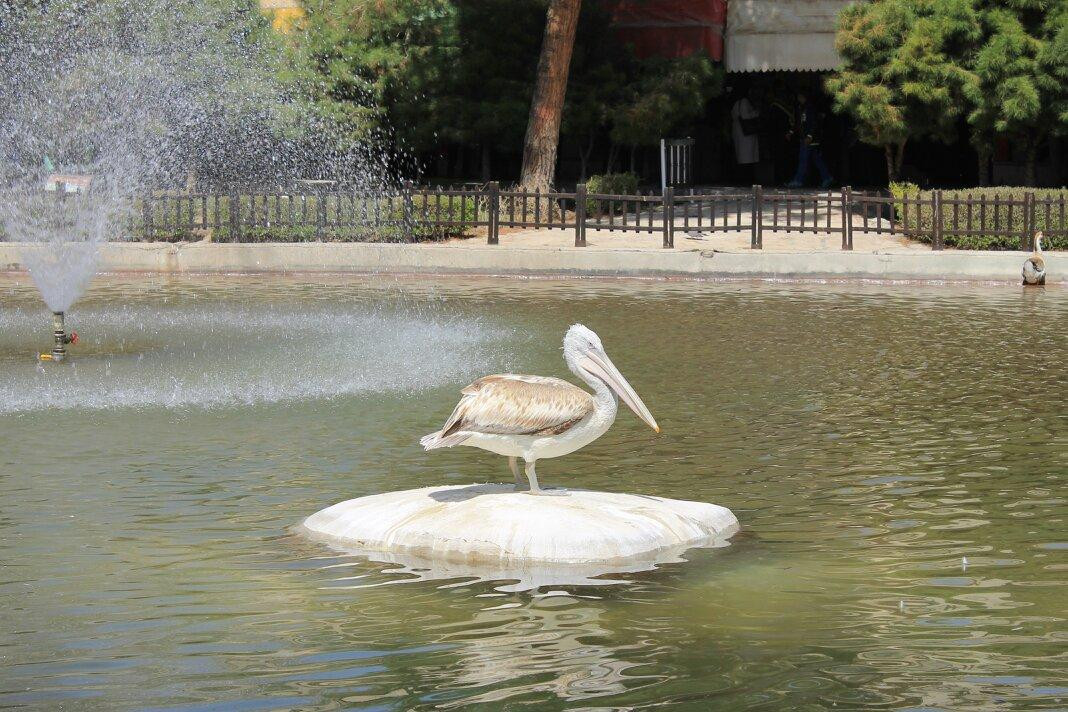 Birds Garden景点图片