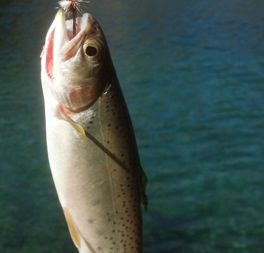 Kalispell Hilltop Inn主图