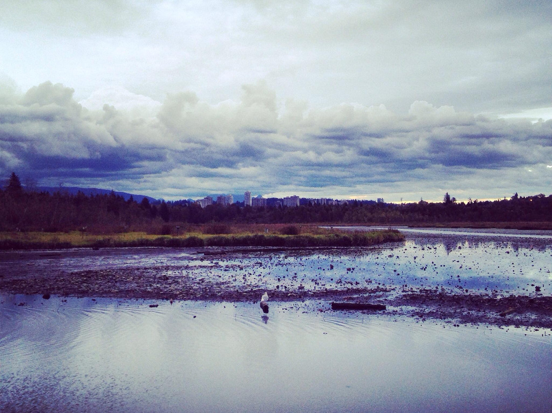 Burnaby Lake Regional Nature Park-本那比必去景点
