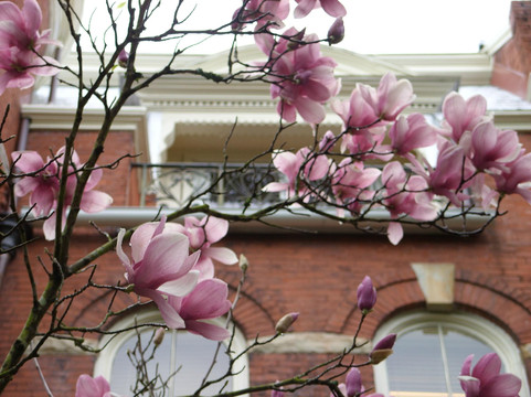 Bonnie Blue Walking Tours of Savannah-萨凡纳必去景点