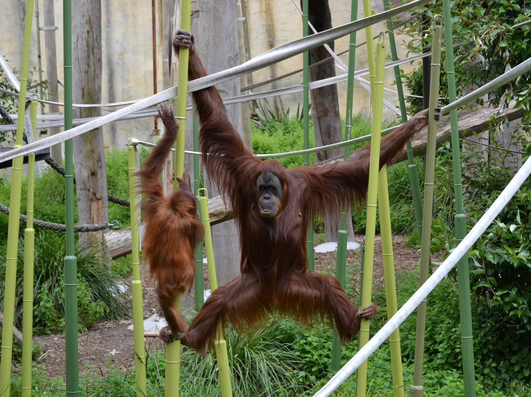 墨尔本动物园-墨尔本必去景点