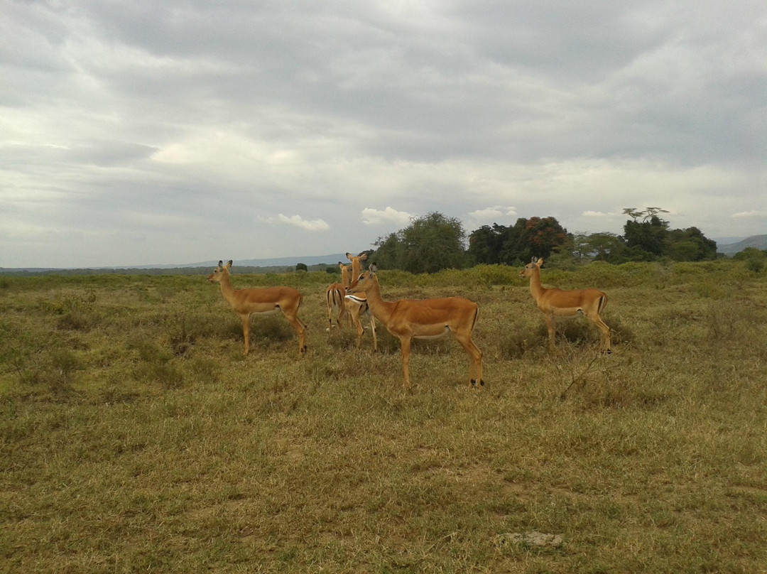 County Simba Safaris Day Tours景点图片