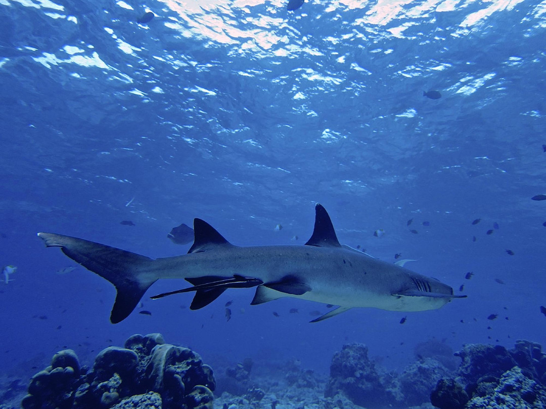 水肺迷潜水店-仙本那必去景点