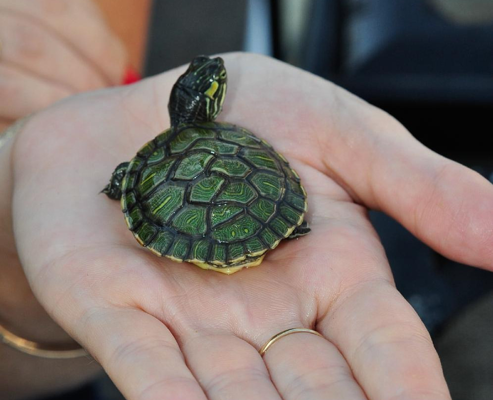 Katzrin Reptile Center-Katzrin必去景点