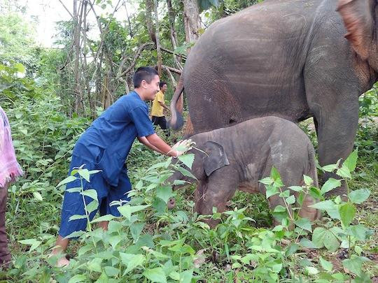Tong Bai Elephant Tour-夜旺必去景点