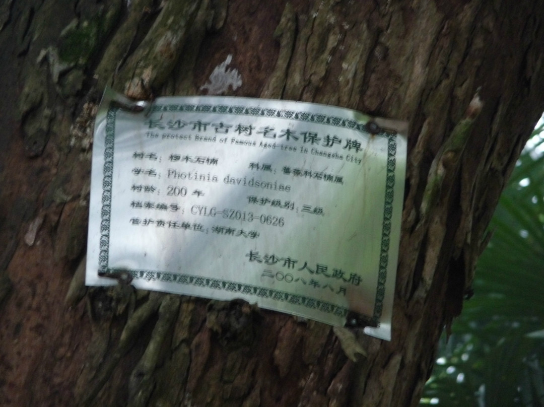 岳麓山景点图片