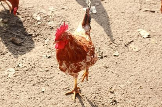 Rural Safari Hungary Day Tour-布达佩斯必去景点