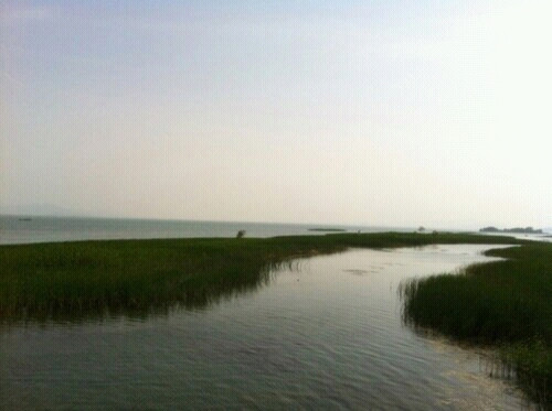 崇明东滩鸟类国家级自然保护区-崇明县必去景点