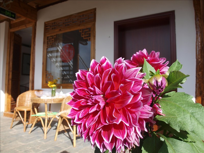 沙溪寺登大猫驿客栈主图