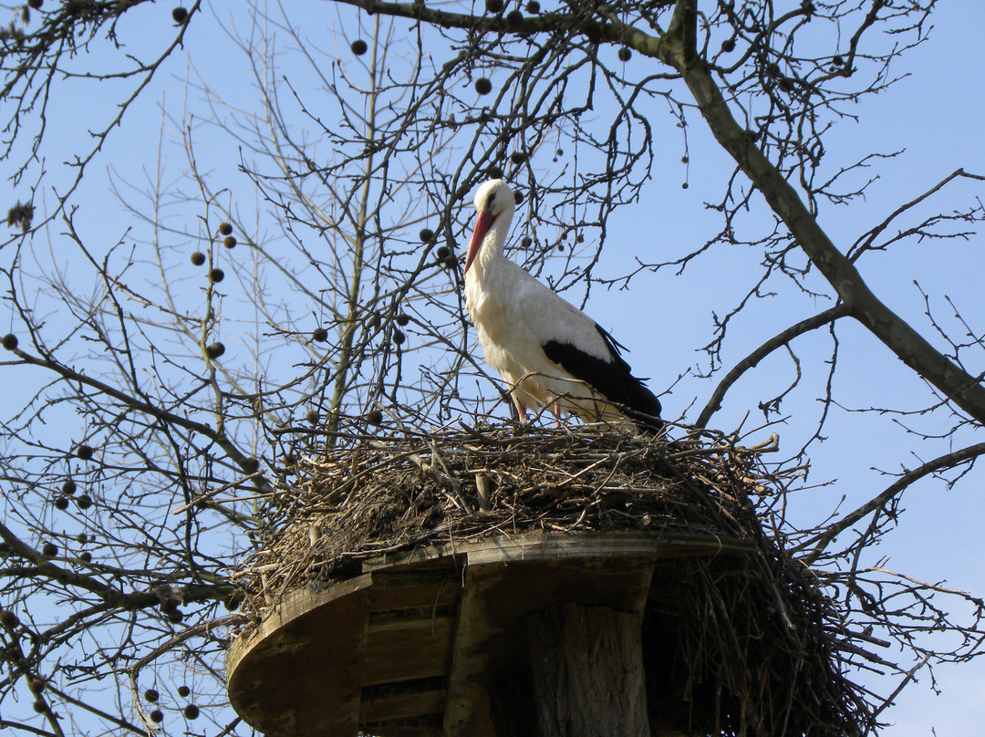 Tierpark Lange Erlen-巴塞尔必去景点