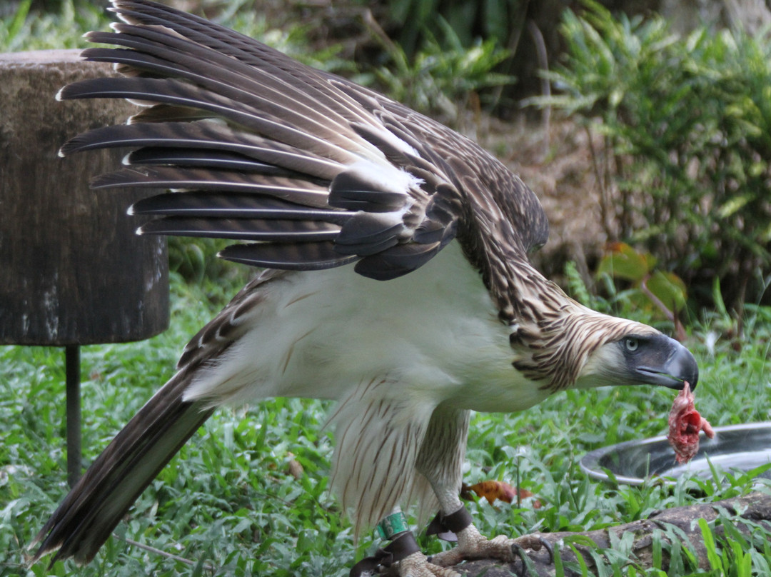 Philippine Eagle Center-达沃必去景点