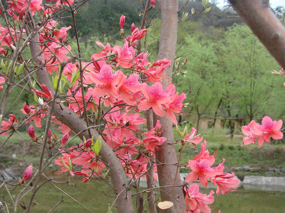 天堂寨天泰度假村主图
