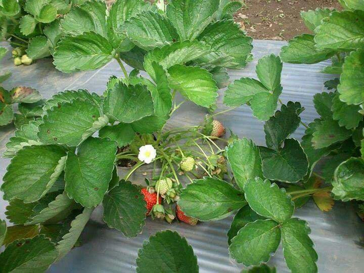 Karbala酒店住宿-Ziara Hotel