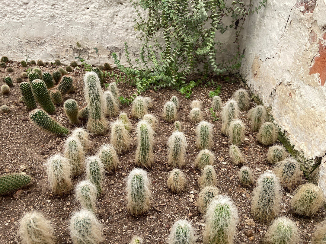 Vivero Quinta Fernando Schmoll景点图片