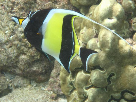 海洋天堂之旅-凯鲁瓦-柯纳必去景点