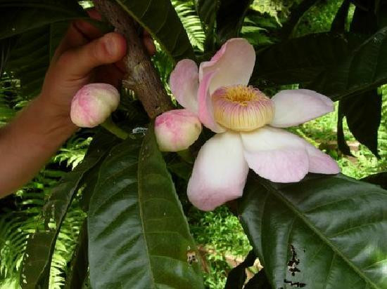 Princeville Botanical Gardens-普林斯维尔必去景点