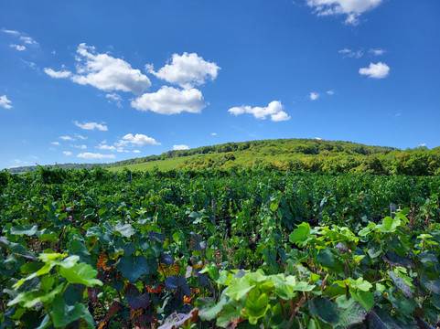 Burgundia Tour-巴黎必去景点