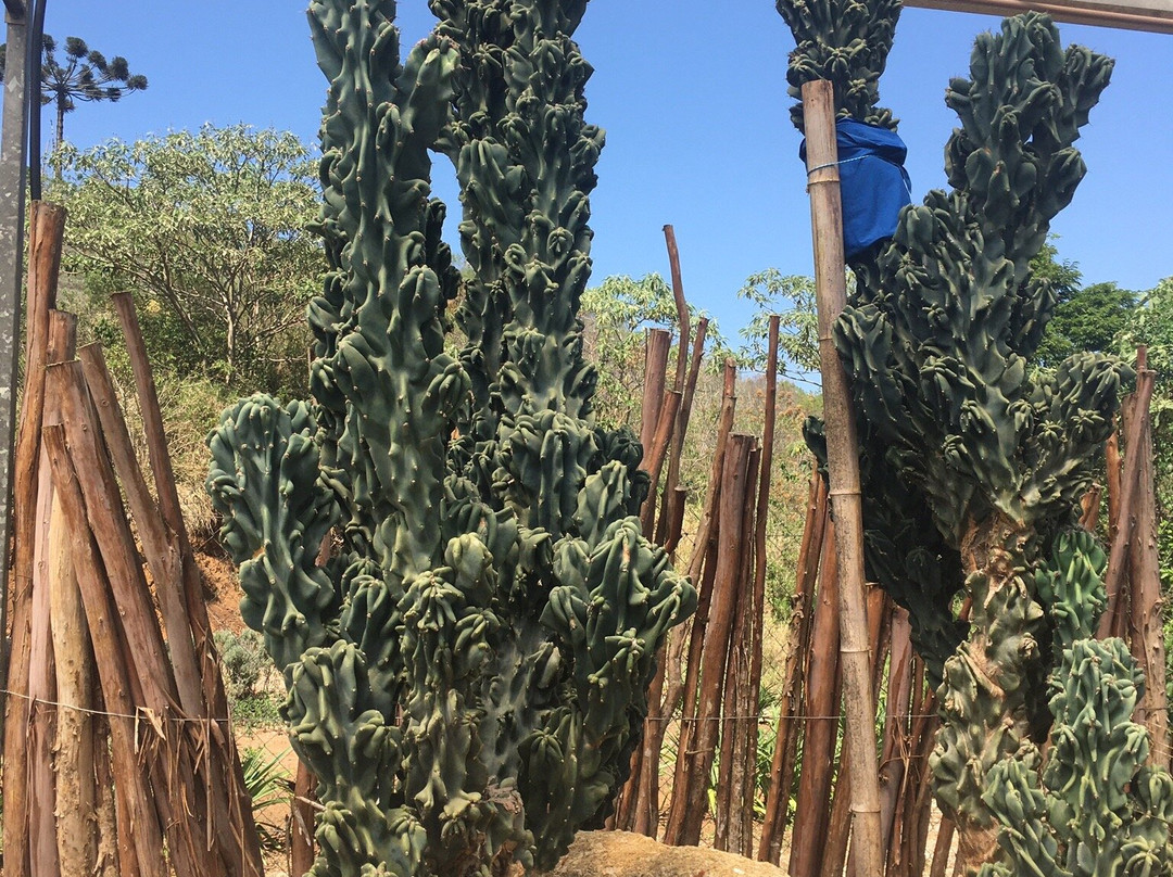 Villa René-圣安东尼奥杜皮尼亚尔必去景点