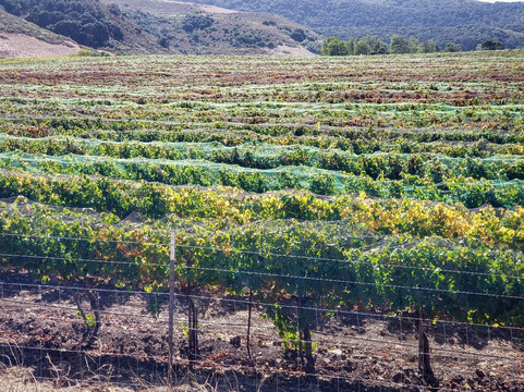 Santa Barbara Wine Country Cycling Tours-索尔万必去景点