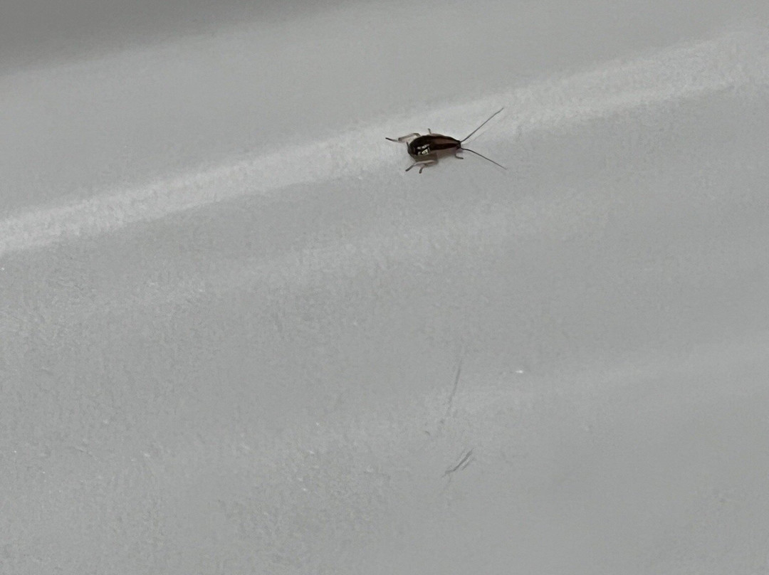 Tru By Hilton Gilbert Phoenix主图