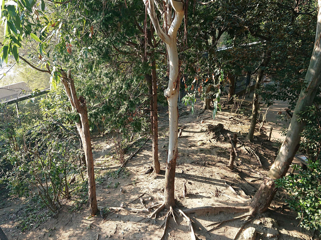 Campbelltown Forest of Wild Birds-越谷市必去景点