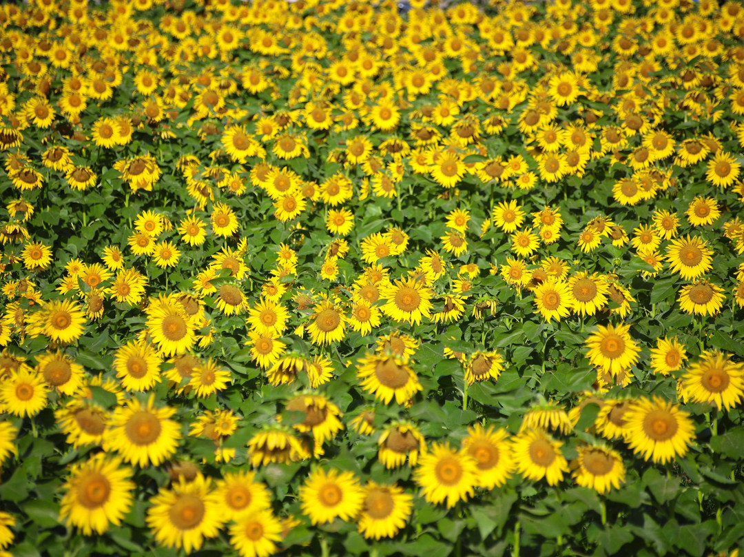 Kasakake Town Fukiage District Sunflower Flower Field景点图片