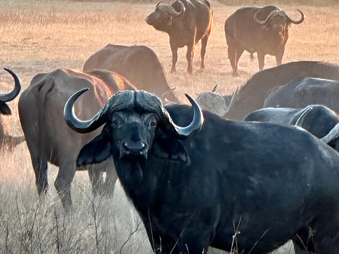 Shangana Safaris Okavango Botswana景点图片