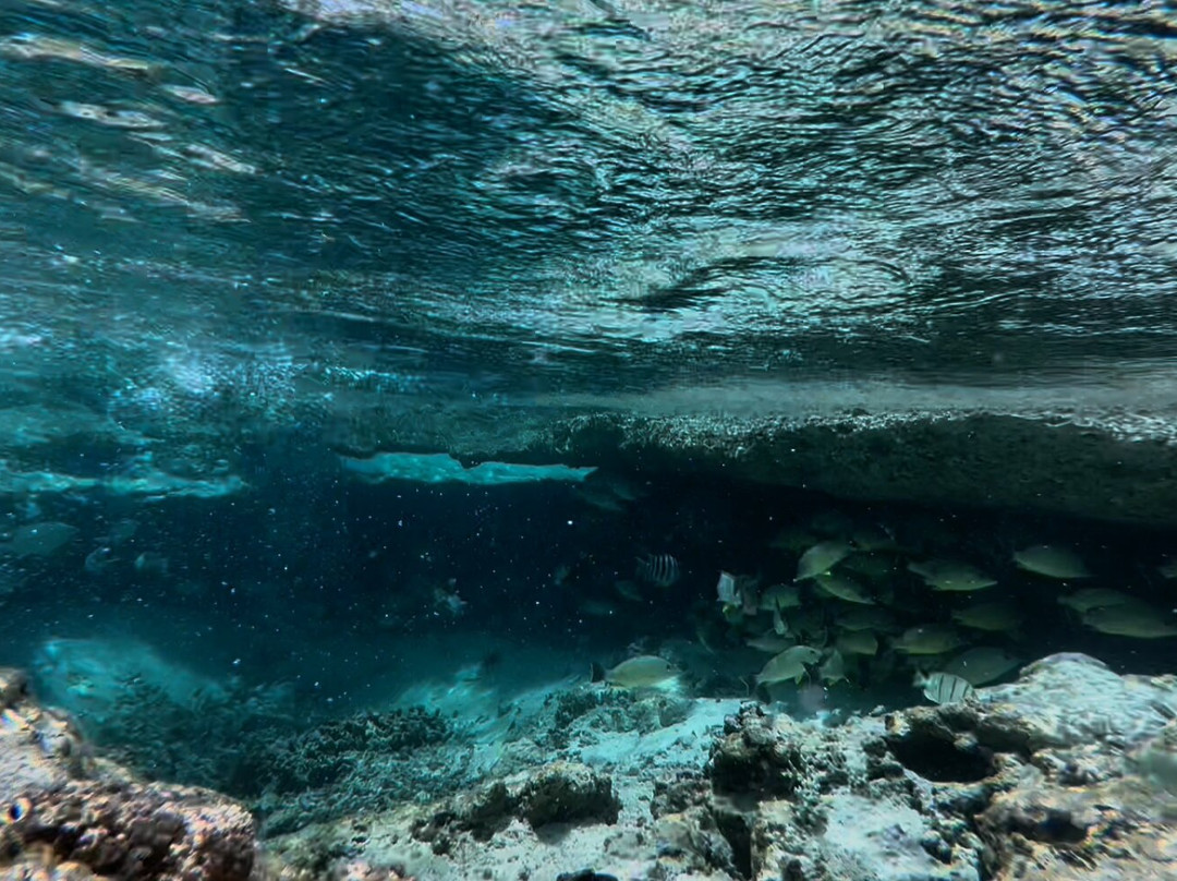 Scout Park-West Island必去景点