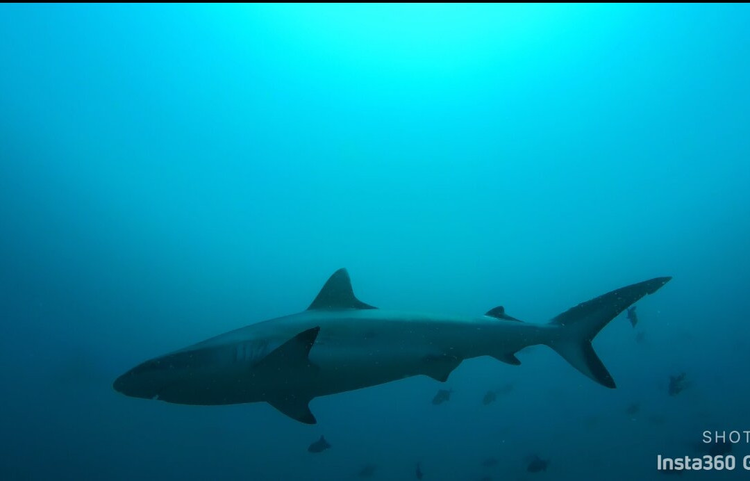 Rasdhoo Dive Club景点图片