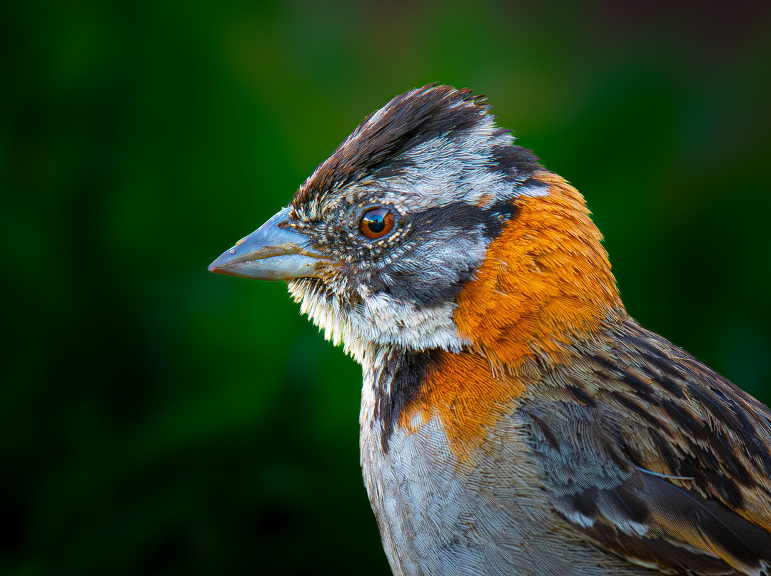 South Birding Peru景点图片