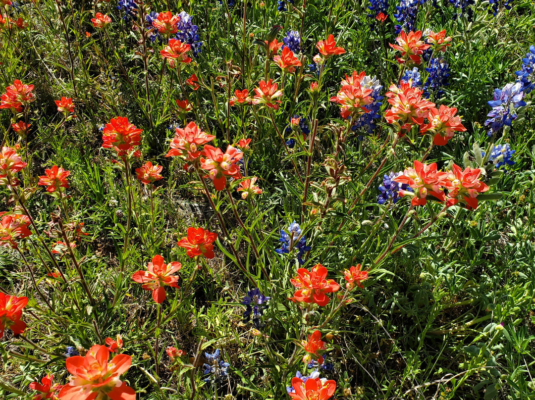 Willow City Loop-弗雷德里克斯堡必去景点