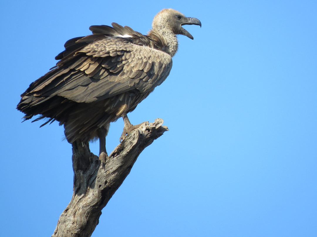 Little Africa Safari Lodge主图